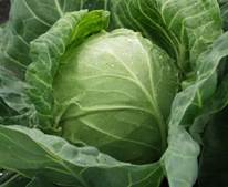 A close up of a green plant

Description automatically generated