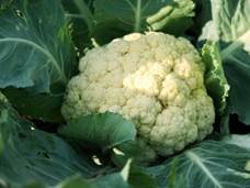 A close up of cauliflower

Description automatically generated