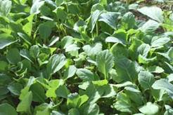A row of green plants

Description automatically generated