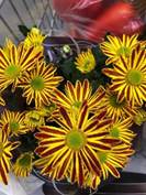 A close up of a yellow flower

Description automatically generated