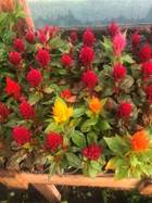 A close up of a flower

Description automatically generated