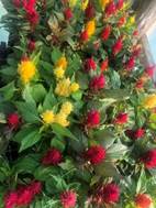 A colorful flower on a plant

Description automatically generated