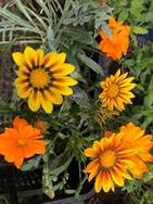 A red and yellow flower

Description automatically generated