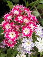 A pink flower on a plant

Description automatically generated