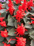 A picture containing plant, flower, red, sitting

Description automatically generated
