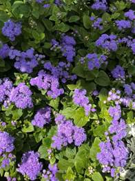 A close up of a purple flower on a plant

Description automatically generated